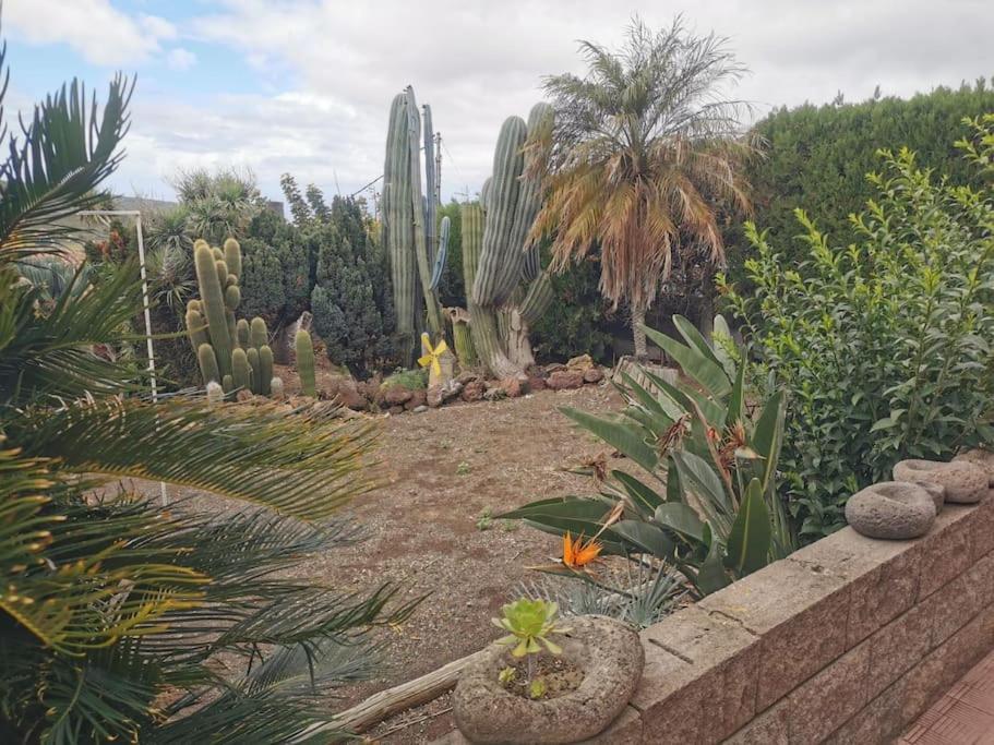 Los Cactus Santa Cruz de Tenerife Bagian luar foto