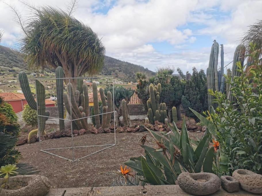 Los Cactus Santa Cruz de Tenerife Bagian luar foto